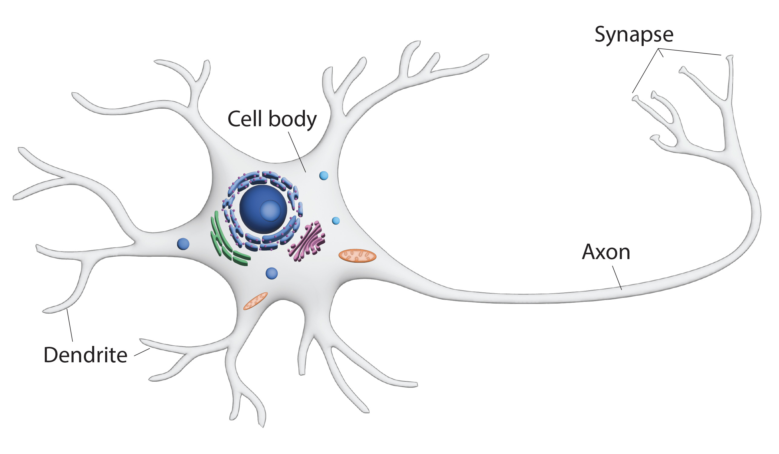diagram of a neuron